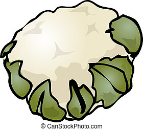 Cauliflower Illustrations and Stock Art. 1,763 Cauliflower illustration