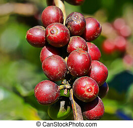 Coffee tree Stock Photos and Images. 12,527 Coffee tree pictures and