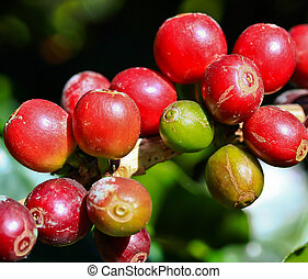 Coffee tree Stock Photos and Images. 12,527 Coffee tree pictures and