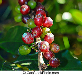 Coffee tree Stock Photos and Images. 12,527 Coffee tree pictures and