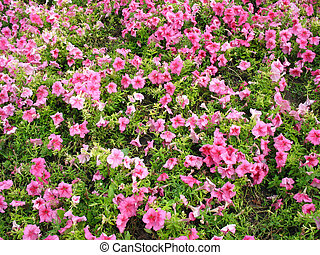 Flower bed Stock Illustrations. 7,566 Flower bed clip art images and