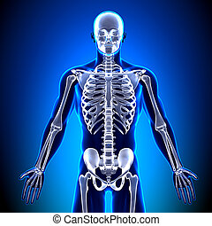 Chest anatomy Stock Photo Images. 11,350 Chest anatomy royalty free