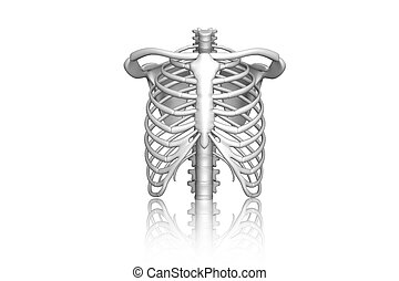 Rib Cage Illustrations And Clip Art Rib Cage Royalty Free Illustrations Drawings And