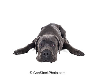 cane corso plush