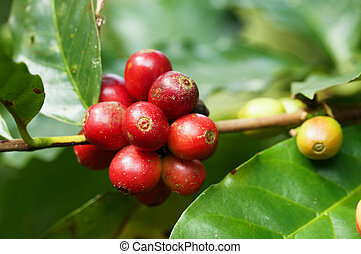 Coffee tree Stock Photos and Images. 12,527 Coffee tree pictures and