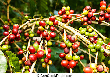 Coffee tree Stock Photos and Images. 12,527 Coffee tree pictures and