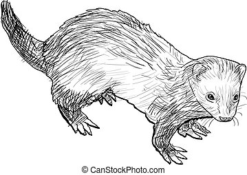 Weasel Illustrations and Clip Art. 206 Weasel royalty free