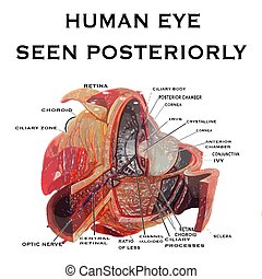 human eye seen posteriorly background with vector