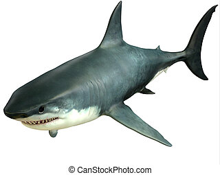 Frilled Shark Gif