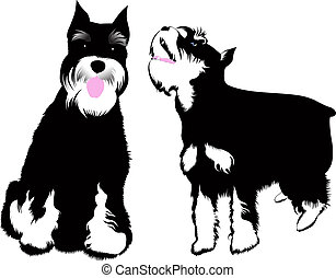 Schnauzer Illustrations and Clipart. 310 Schnauzer royalty free