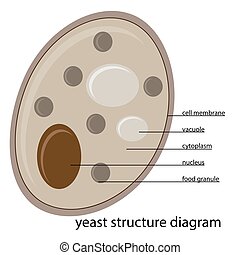 Vectors of Bacteria cell structure - Illustration of the bacteria cell