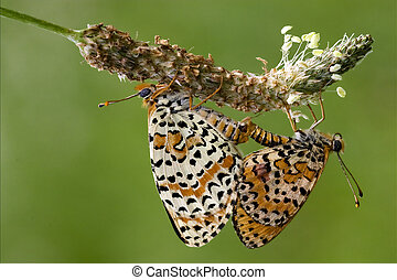 Butterflies Sex 69