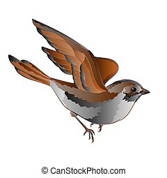 House Sparrow Clipart Vector Graphics. 69 House Sparrow Eps Clip Art 