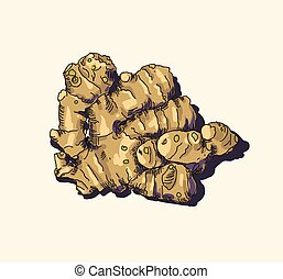 Ginger root Illustrations and Clipart. 393 Ginger root royalty free