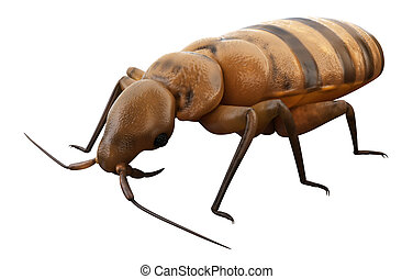 Bedbug Illustrations and Clip Art. 793 Bedbug royalty free