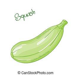 Summer squash Vector Clip Art EPS Images. 265 Summer squash clipart