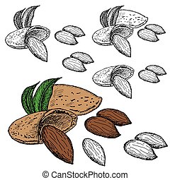 Almond tree Clipart and Stock Illustrations. 244 Almond tree vector EPS