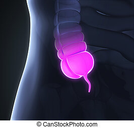 Appendix Stock Illustrations. 1,283 Appendix clip art images and