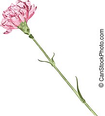 Pink carnation Illustrations and Clip Art. 437 Pink carnation royalty