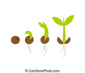 Germination Illustrations and Clipart. 642 Germination royalty free