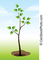 Sapling Vetor de Ilustrações e clipart.1.175 Sapling Clip Art Royalty