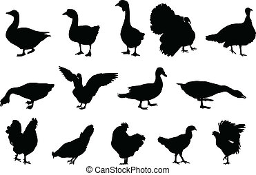 Gander Vector Clipart EPS Images. 48 Gander clip art vector