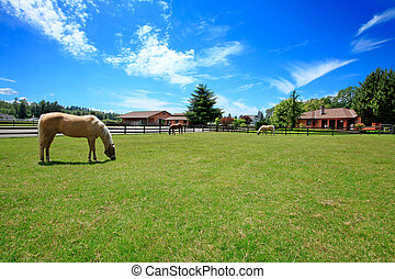 Rancho almacen de fotos e imágenes. 58.114 Rancho retratos y