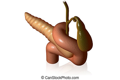 Pancreas Illustrations and Clip Art. 3,977 Pancreas royalty free