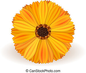 Marigold Clipart Vetor EPS. 489 Marigold Clip Art Royalty Free Vetorial