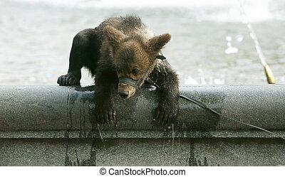 can i wash a big teddy bear in the washer