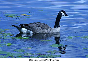 Blue goose Stock Photo Images. 3,257 Blue goose royalty free pictures ...