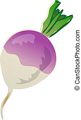 Turnip Images and Stock Photos. 6,219 Turnip photography and royalty