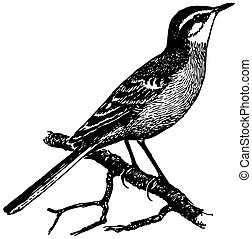 Wagtail Illustrations and Clip Art. 83 Wagtail royalty free ...