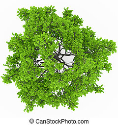 Tree top Stock Illustrations. 4,521 Tree top clip art images and ...