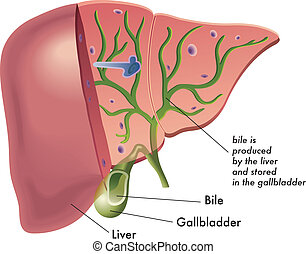 Liver Vector Clip Art EPS Images. 3,274 Liver clipart vector ...