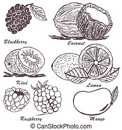 Vectors of fruit sketch 2 - Collection of fruit sketches - part 2