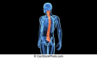 The human spine. Animation showing the human spine. | CanStock
