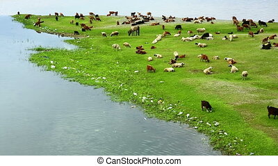 Animals grazing on river bank. Animals grazing on green river bank at  ulaanbaatar, mongolia. | CanStock