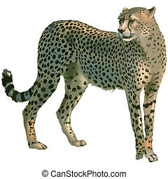 Cheetah Stock Photo Images. 6,724 Cheetah royalty free pictures and ...