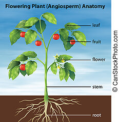 Tomato plant Clip Art Vector and Illustration. 4,629 Tomato plant