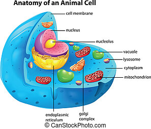 Cytoplasm Clip Art Vector and Illustration. 142 Cytoplasm clipart ...