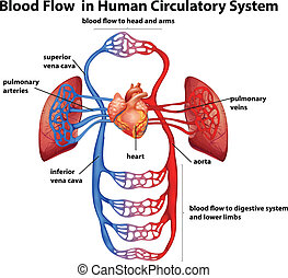 EPS Vector Of Human Circulatory System Illustration Of The