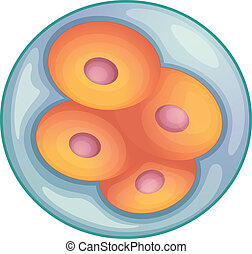 Cell division Vector Clipart Royalty Free. 109 Cell division clip art ...