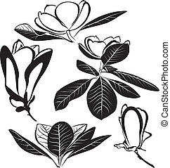 Clip Art et Illustrations de Magnolia. 1 806 dessins et illustrations