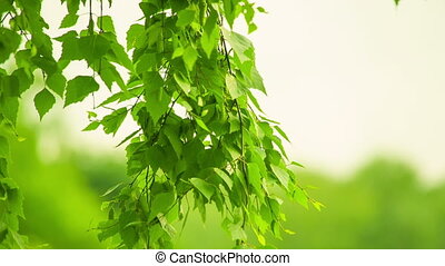 Birch swaying. blurred background. hd 1080. | CanStock