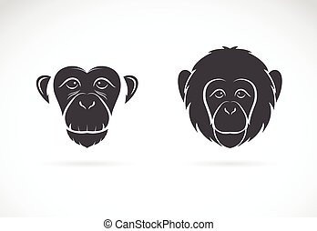 Chimpanzee Stock Photo Images. 9,547 Chimpanzee royalty free images and