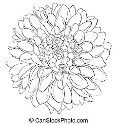 Vector Clip Art of black and white drawing of dahlia flower. Element ...