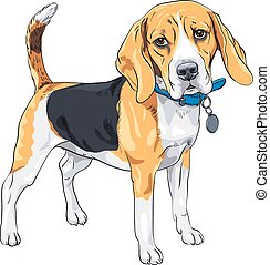 Beagle Clip Art Vector and Illustration. 859 Beagle clipart vector EPS ...