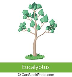 Eukalyptus baum