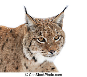 Bobcat Images and Stock Photos. 1,916 Bobcat photography and royalty ...